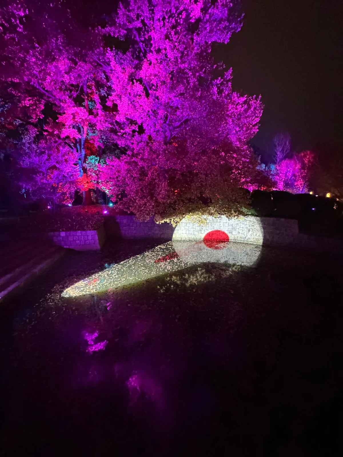 Rode Japanse zon met gobo geprojecteerd op een stenen muur naast een paars verlichte boom in de Japanse Tuin