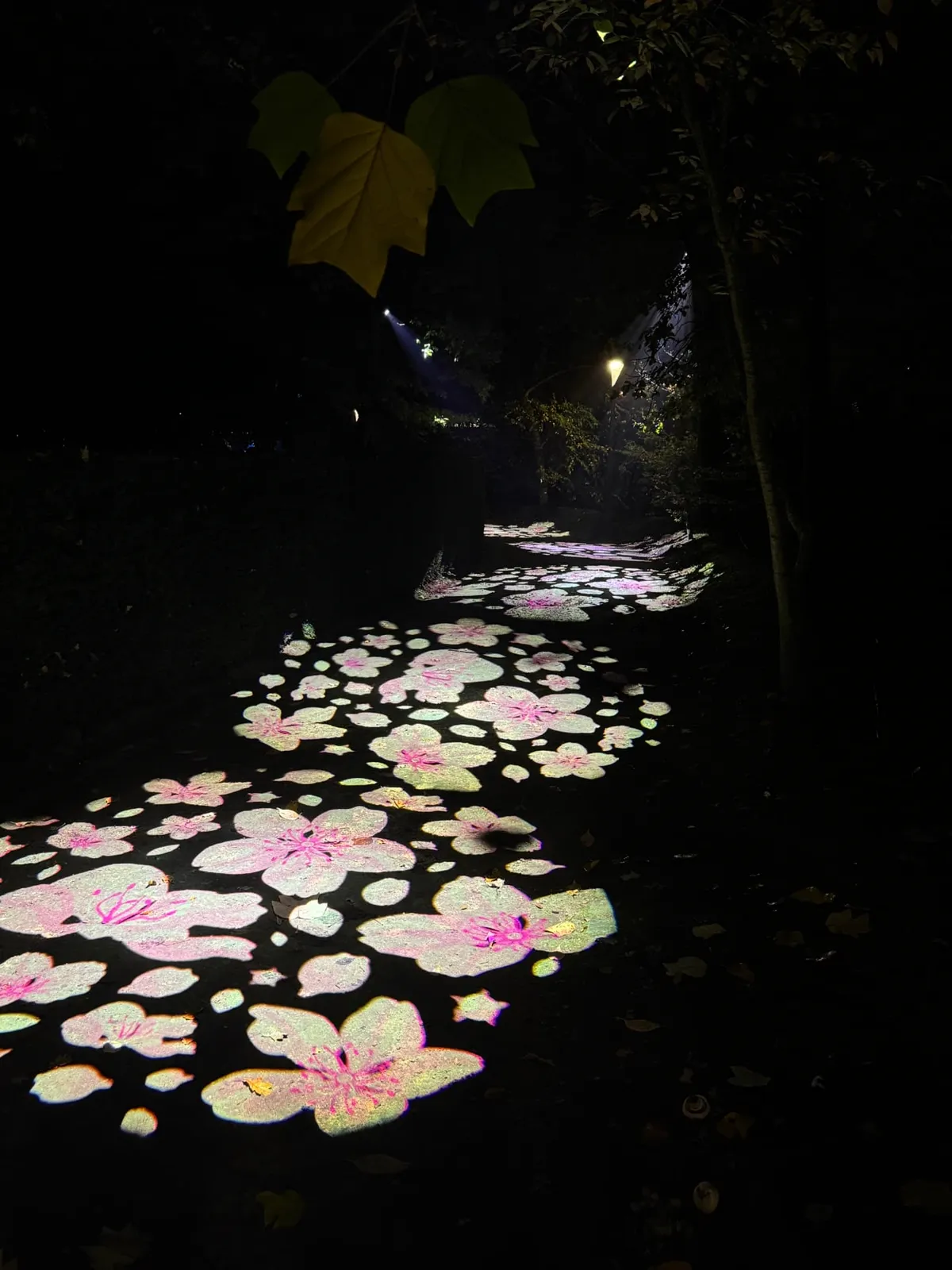 Japanse sakura-bloesems met gobo geprojecteerd op een wandelpad in de Japanse Tuin tijdens Luminate Lichtfestival Hasselt